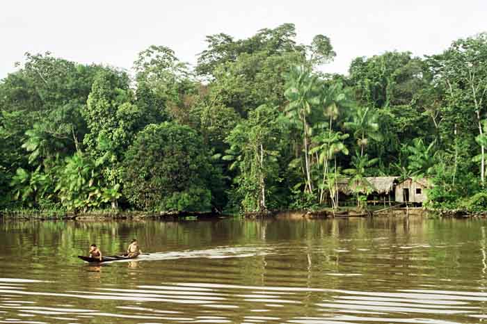Urwald bei Manaus