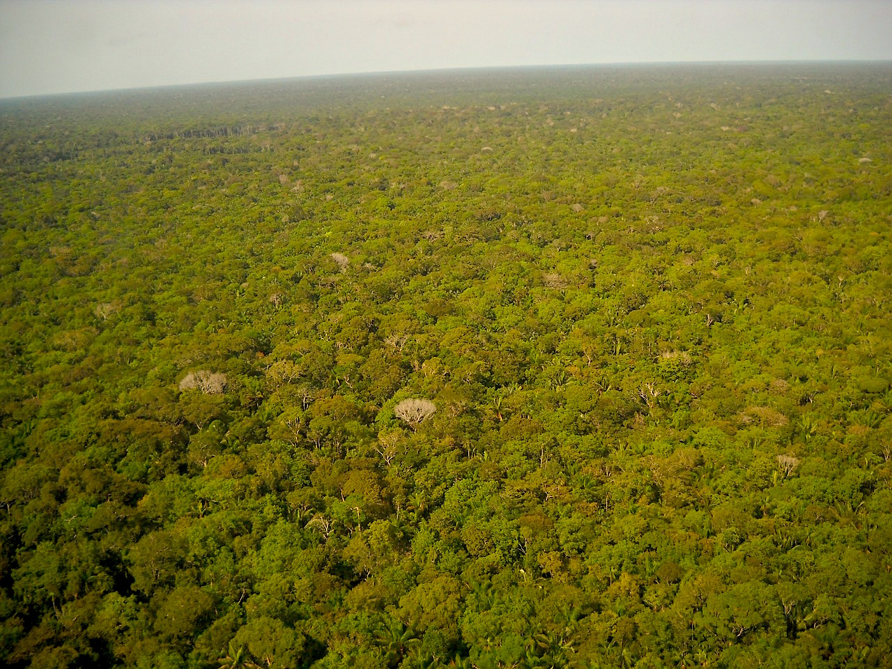 Brasilien Amazonasgebiet