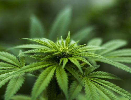 Bundesregierung bleibt bei Cannabis – Verbot