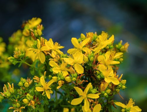 Blüten des Johanniskrautes dienen als grüner Katalysator