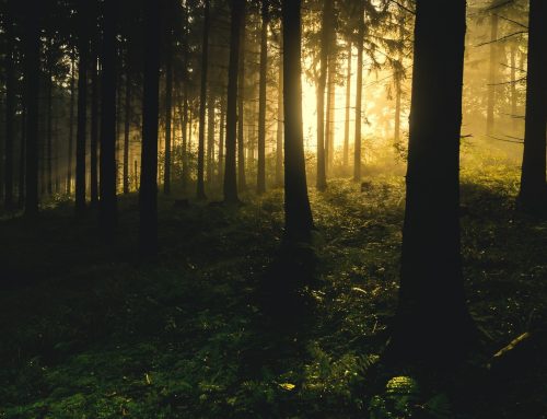 Patient Wald braucht dringend Hilfe – Unsere Wälder leiden unter dem Klimawandel. Der Gesellschaft müssen der Erhalt und die Schaffung klimastabiler Forsten mehr wert sein.