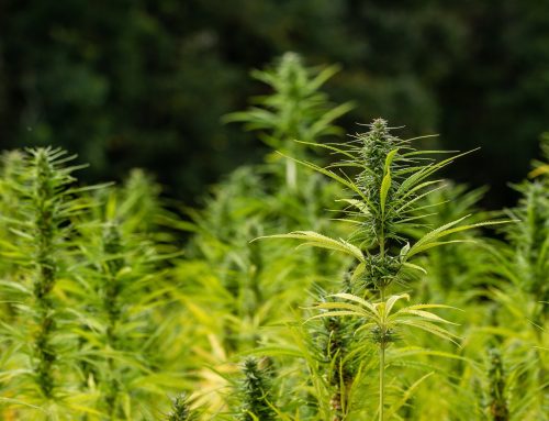 Legalisierung von Cannabis: Branche sieht bedeutende Marktchancen